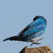 Swallow Tanager