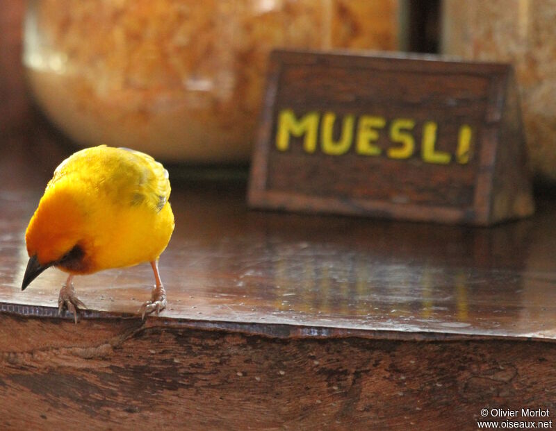 Southern Brown-throated Weaver