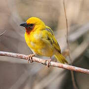 Southern Brown-throated Weaver