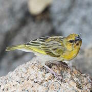 Southern Brown-throated Weaver