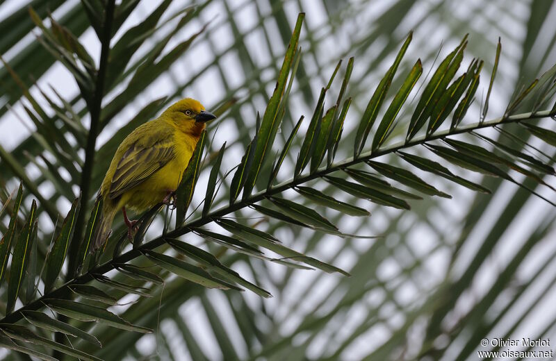 Spectacled Weaver