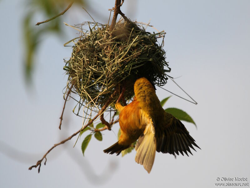 Black-headed Weaver