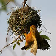 Black-headed Weaver