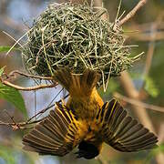 Black-headed Weaver