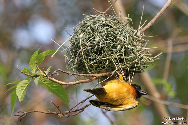 Black-headed Weaver