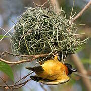 Black-headed Weaver