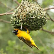 Southern Masked Weaver