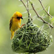 Southern Masked Weaver