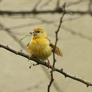 Southern Masked Weaver