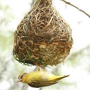 Southern Masked Weaver