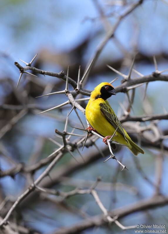 Southern Masked Weaver