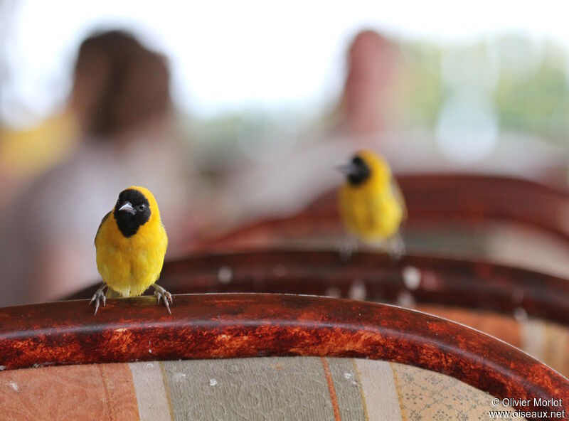 Slender-billed Weaver male