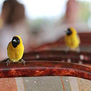 Slender-billed Weaver