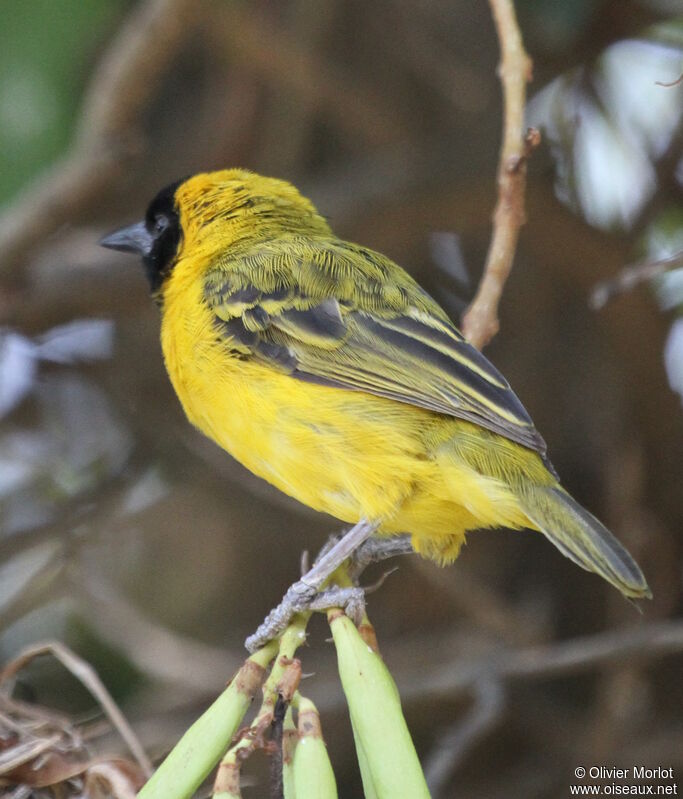 Slender-billed Weaver male