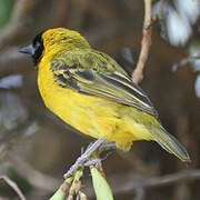 Slender-billed Weaver