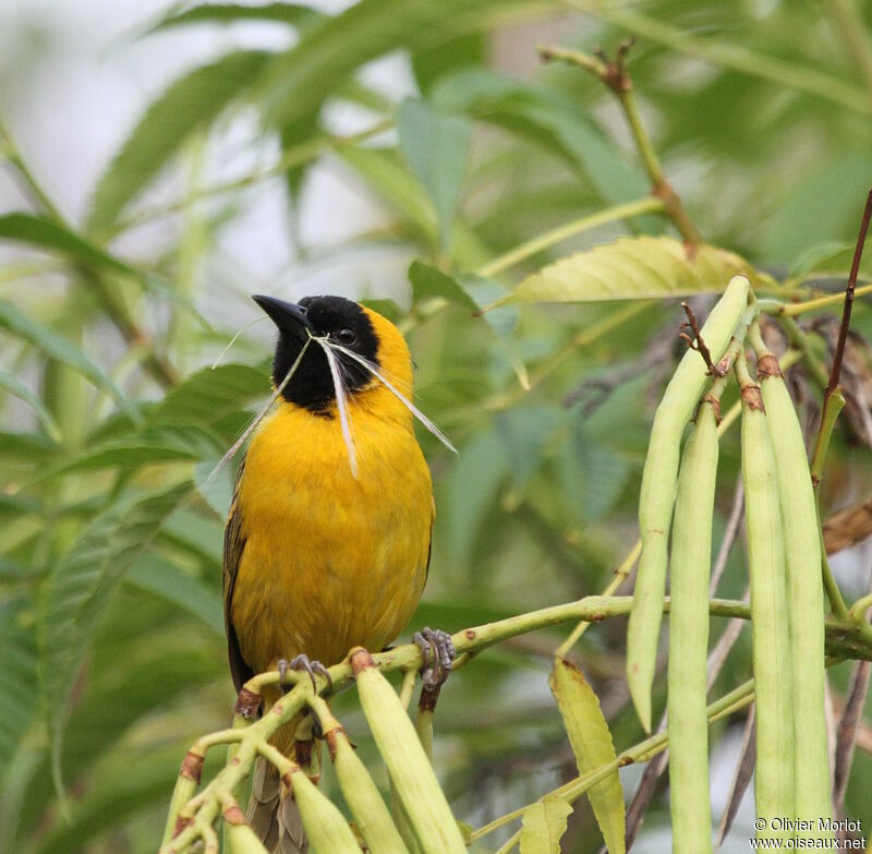 Slender-billed Weaver male