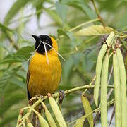 Slender-billed Weaver