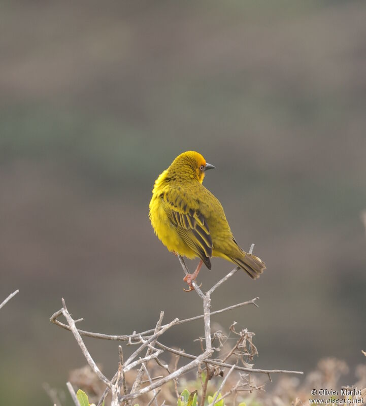 Tisserin du Cap