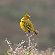 Cape Weaver