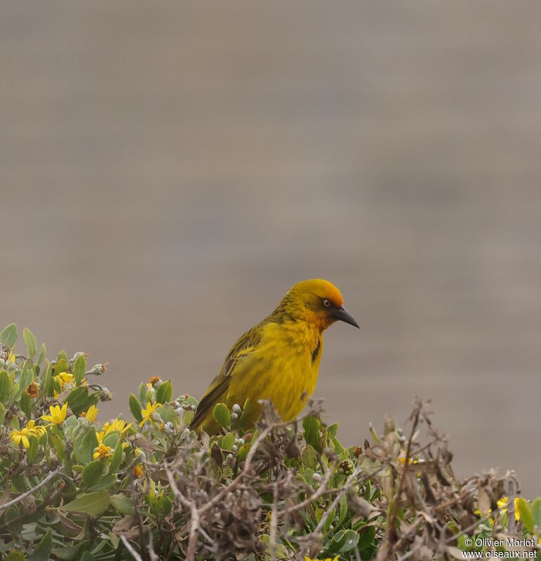 Cape Weaver