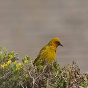 Cape Weaver