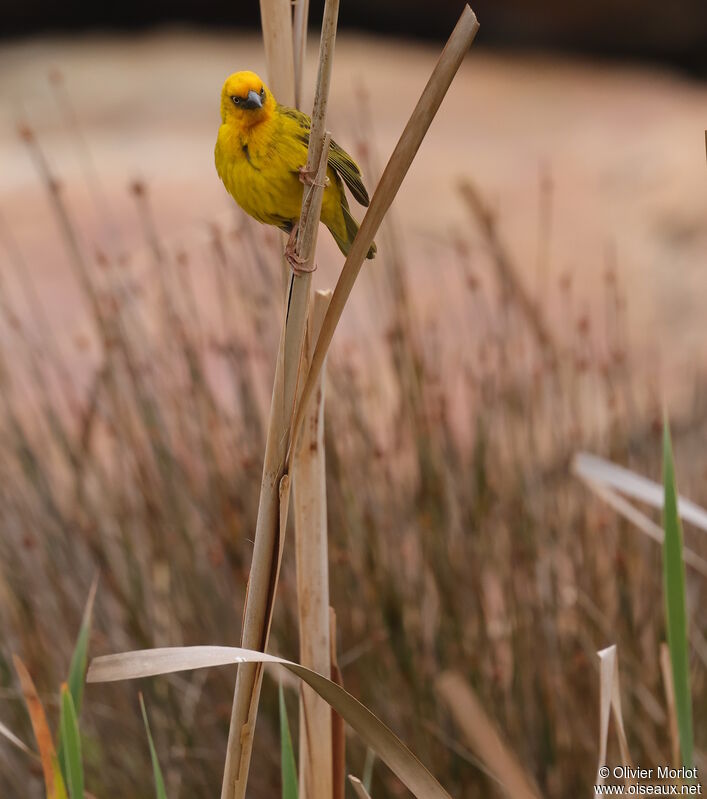 Cape Weaver