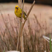 Cape Weaver