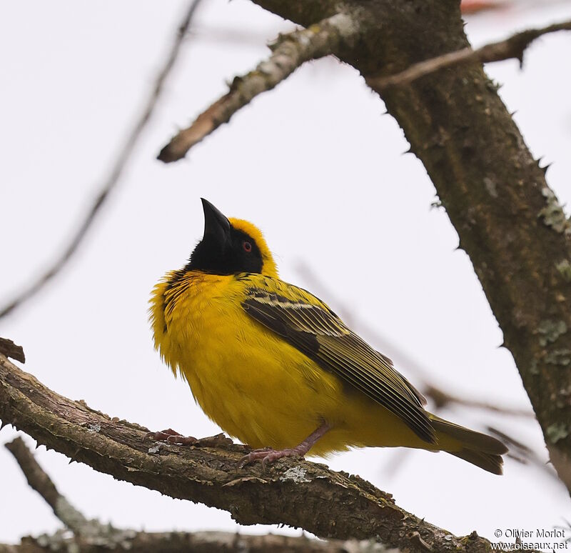 Village Weaver