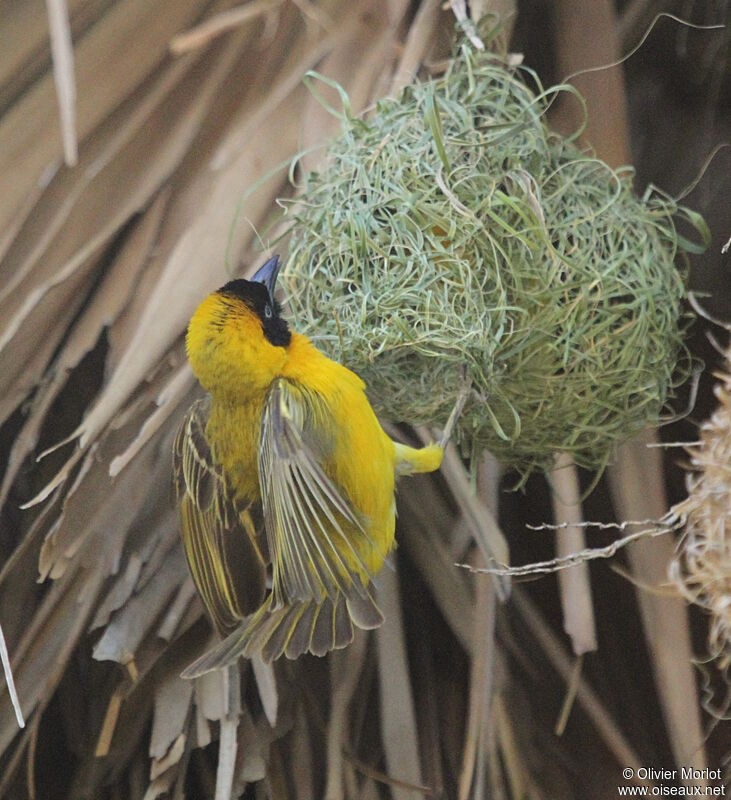 Lesser Masked Weaver