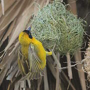 Lesser Masked Weaver