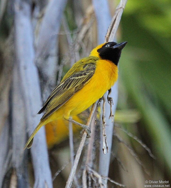 Lesser Masked Weaver