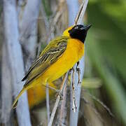 Lesser Masked Weaver