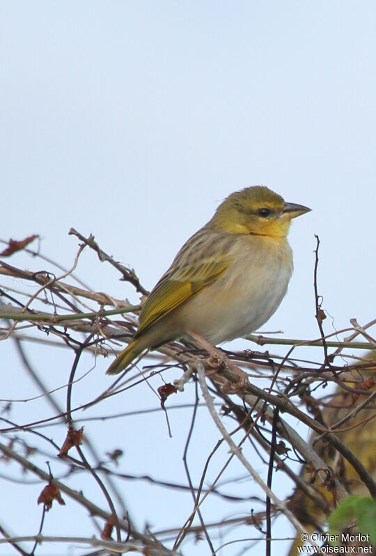 Tisserin jauneimmature