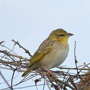 Eastern Golden Weaver