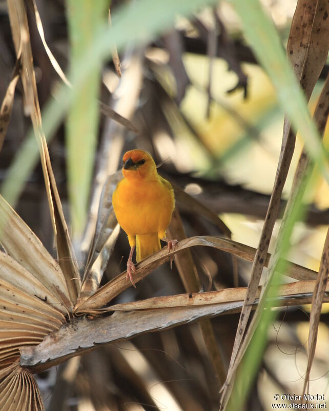 Eastern Golden Weaver