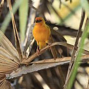 Eastern Golden Weaver