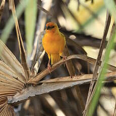 Tisserin jaune