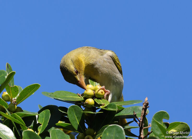 Eastern Golden Weaverimmature