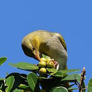 Eastern Golden Weaver