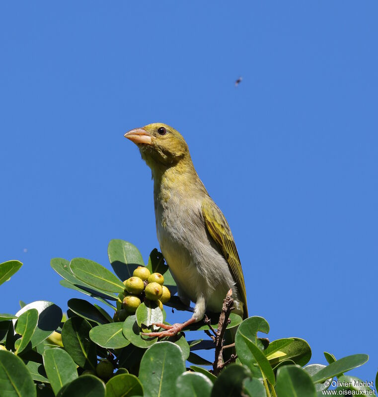 Eastern Golden Weaverimmature