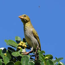 Tisserin jaune