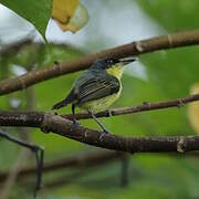 Common Tody-Flycatcher