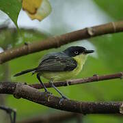 Common Tody-Flycatcher