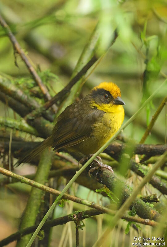 Choco Brushfinch