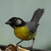 Santa Marta Brushfinch