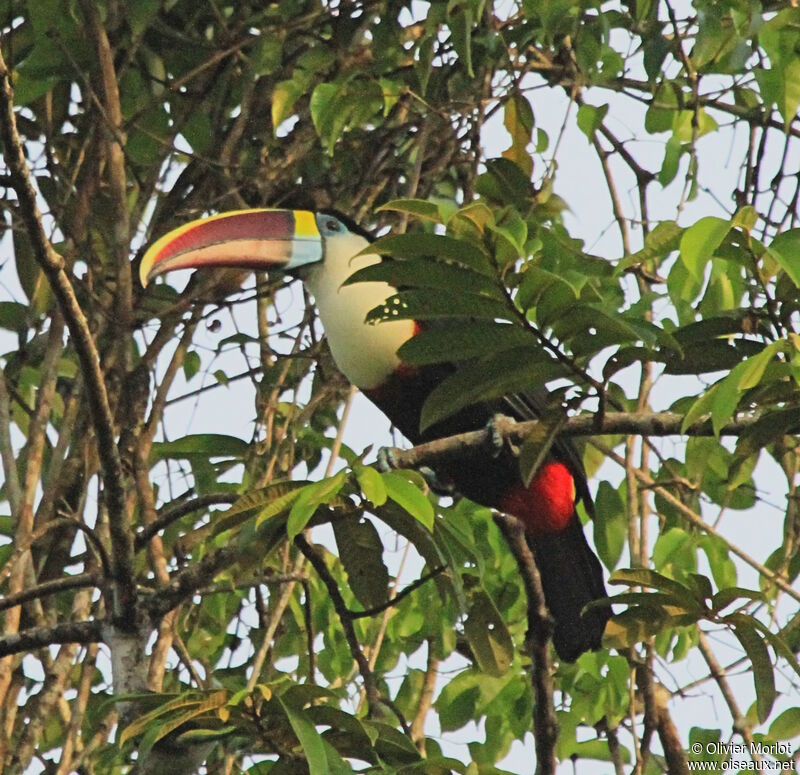 Toucan à bec rouge