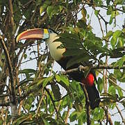 White-throated Toucan