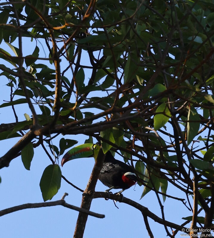 Toucan à carène