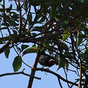 Keel-billed Toucan