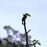 Toucan à carène